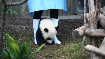 粘人精软抱枕熊猫幼崽惹人疼